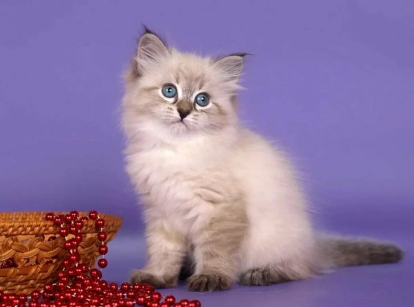 Майкл Суэнвик. "Ничего особенного", - сказал кот