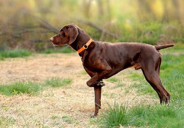 Немецкая короткошерстная легавая (курцхаар)
