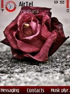 lonely rose