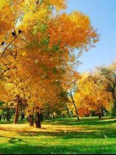 Золотая осень