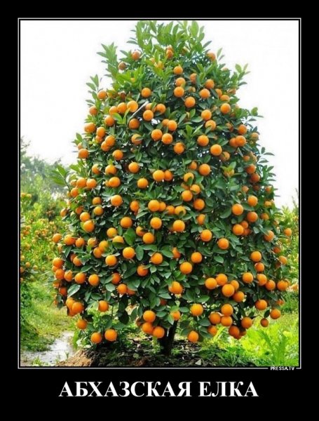 Абхазская ёлка