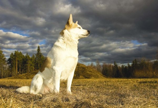 Норботтен-шпиц