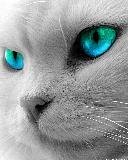 cats eyes