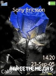 blue rose
