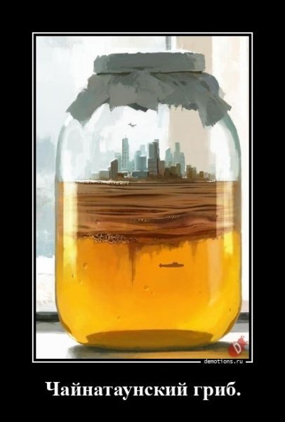 Гриб чайнатаунский