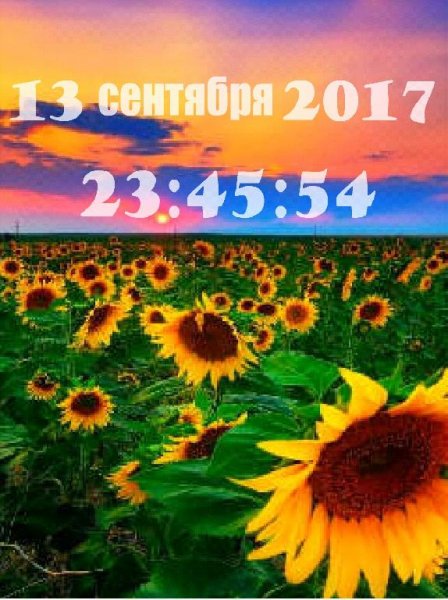 Подсолнухи