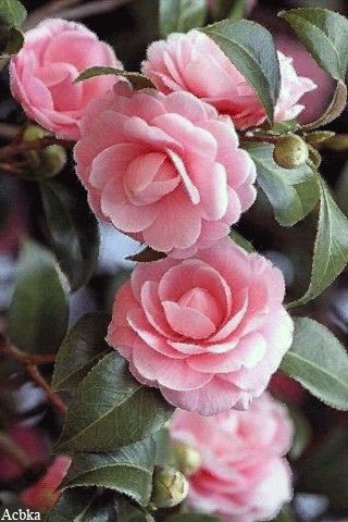 Розы (4)