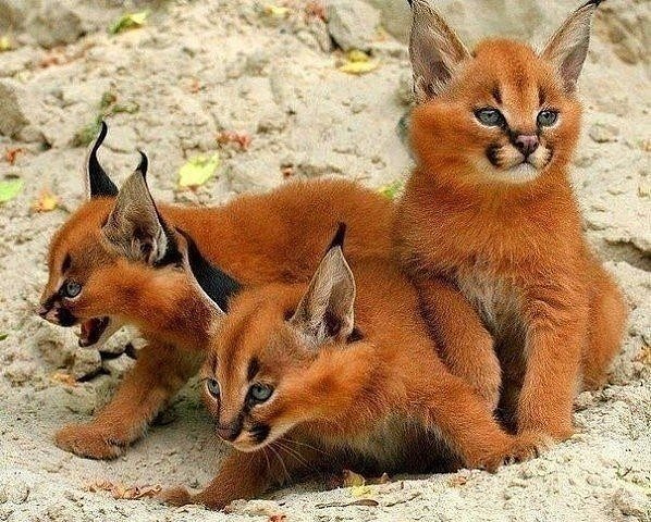 Каракалы (котята)