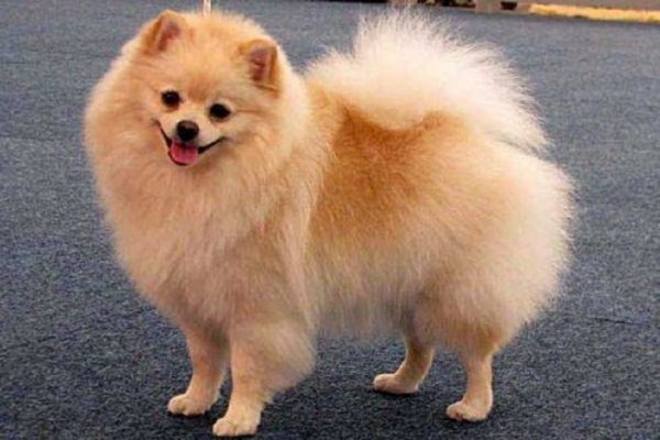 Немецкий шпиц