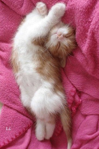 file_70282395