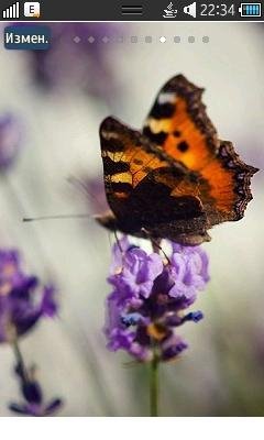 бабочки