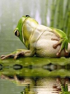 Лягушка Animated