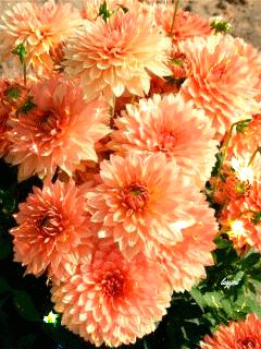 file_57439357