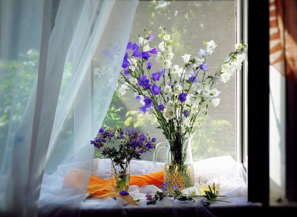 Полевые цветы