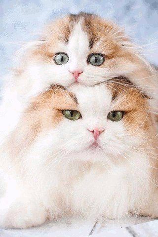 file_75426613