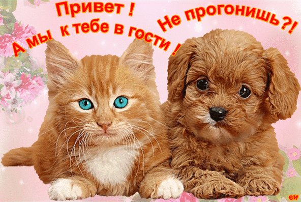 Анимированная открытка мы к тебе в гости