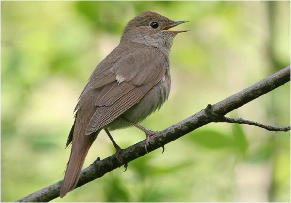 Пение соловья