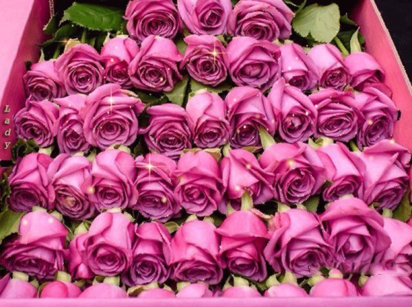 Розовые розы