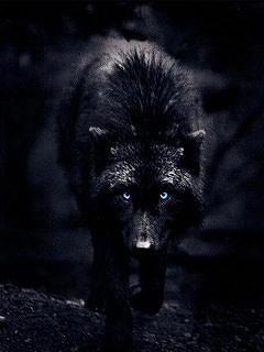 Black Wolf