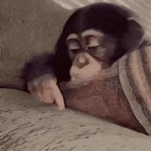 Monkey