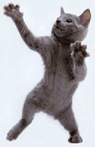 Kot by Zahariya 240х400