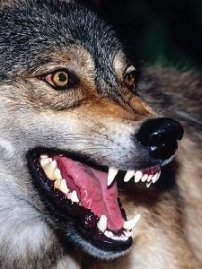 ODINOKAJA VOLCHICA by VINECHKA