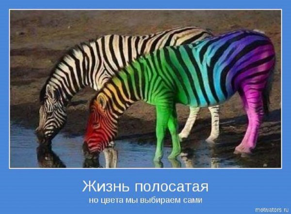 Полосатая жизнь