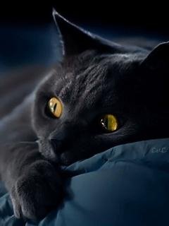 Котик