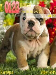 puppies ljjkedse