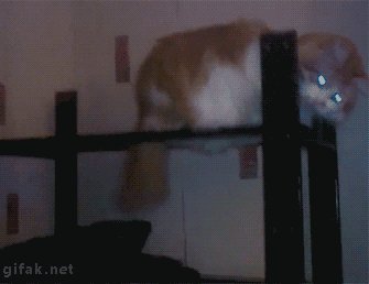 Кот в шляпе