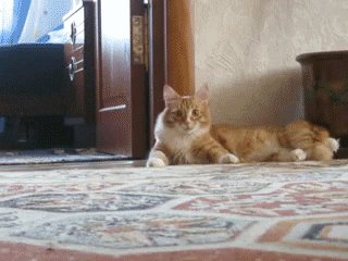 Надо делать ноги