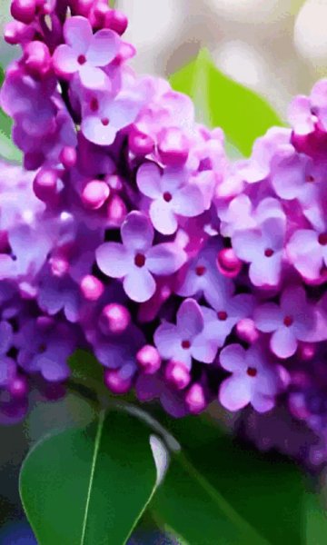 Анимация,сирень.2