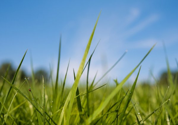 Фон из телефонов нокиа икс 2 0 0