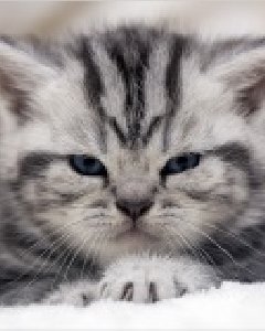 Kitten King by VINECHKA