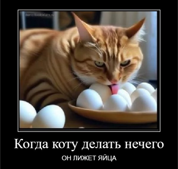 Когда коту делать нечего