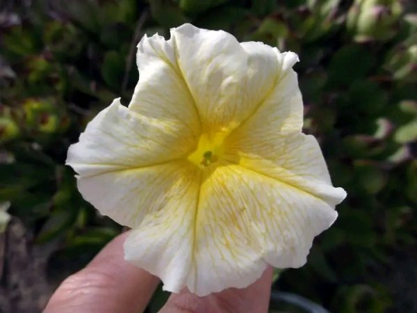 file_96291705