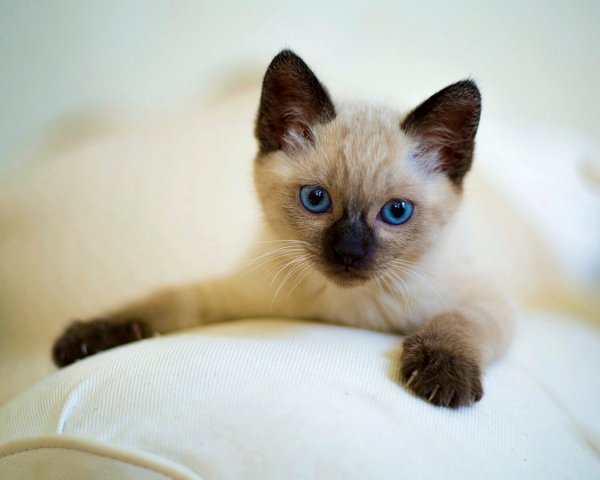 Тайская кошка (котёнок)