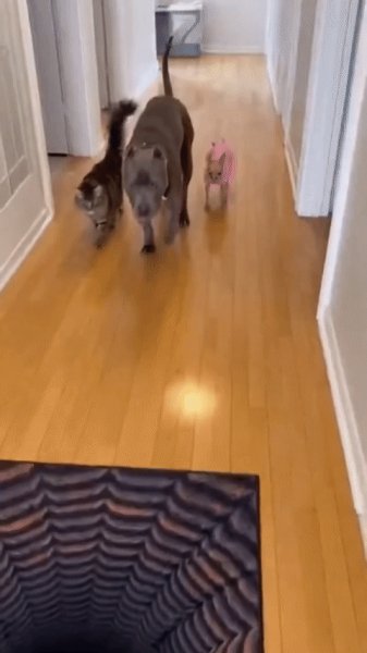 Вот для чего нужны маленькие собачки