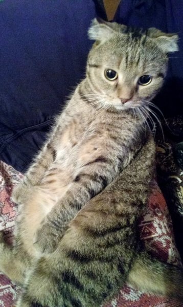 Мой кот Барсик 6 лет