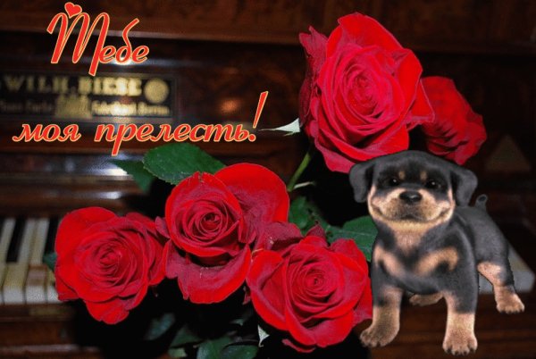 Тебе моя прелесть!