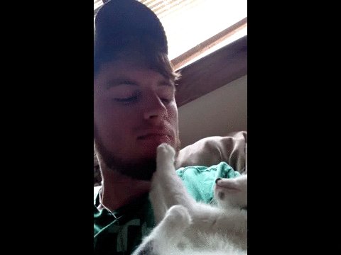 гифки, котэ, живность, борода