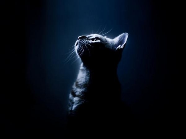 Кошки и ночь2
