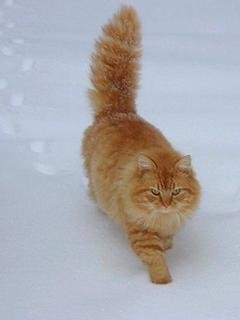 6 wuinter cat