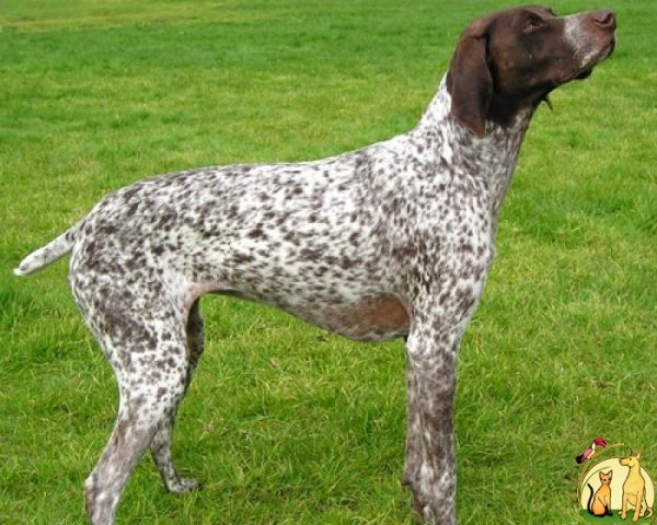 Наваррская легавая (3)