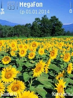 Поле красота солнце