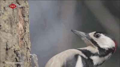 Пестрый дятел