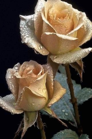 file_95032740