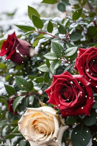 file_95981029