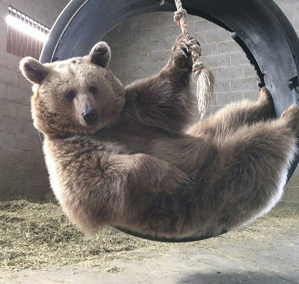 медведь