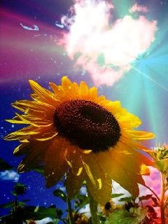 Sunflower49
